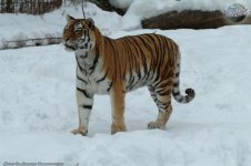 panthera-tigris-altaica_10.jpg