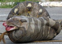 Just-How-Much-Can-a-Python-Eat-2.jpg