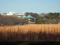 Tokyo 19 Benten Schrein-1.jpg