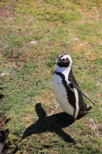 Ein Pinguin.jpg