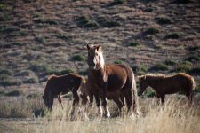 MONOGOLIA 2011-FB I (93).jpg