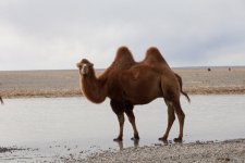 MONOGOLIA 2011-FB I (154).jpg