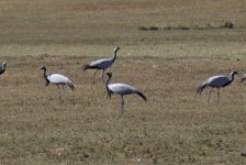 MONGOLIA 2011 (91 von 100).jpg