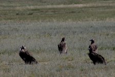 MONGOLIA 2011 (100 von 100).jpg