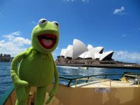 kermit-sydney-205-s.jpg