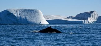 ilulissat_5210-600x277.jpg