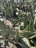 IMG_3961.JPEG