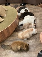 katzencafe - 1.jpeg