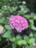 bluemchen - 1.jpeg