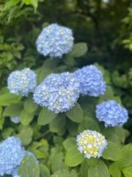 bluemchen - 1 (1).jpeg