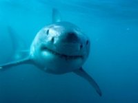 Fische und Taucher sind Freunde.JPG