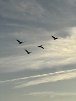 IMG_3994.JPEG