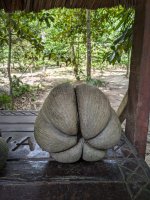Coco de Mer Triplet.jpg