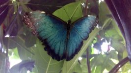 IMAG0866small.jpg IMAG0866small.jpg