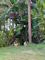 IMG_0948.JPEG