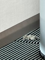 IMG_1680.jpeg