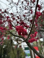 IMG_3055.jpeg