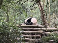 IMG_3101.jpeg