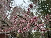 IMG_3387.jpeg