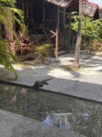 IMG_9867.jpeg