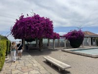 IMG_5478.JPEG