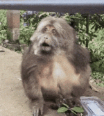 555CB792-BD53-4805-911A-FB1C696EDD6F.gif
