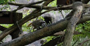 VFT_ZOO_1.jpg