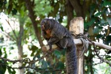 VFT_ZOO_7.jpg