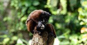 VFT_ZOO_9.jpg