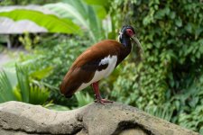 VFT_ZOO_10.jpg