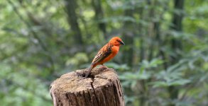 VFT_ZOO_11.jpg