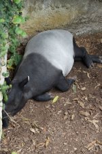 VFT_ZOO_14.jpg