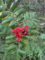 IMG_7013.JPEG