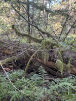 IMG_7308.JPEG