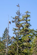 20250825-28-BellaCoola-HotSpringTour-51a.jpg