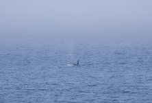 20250825-28-Fähre-BellaCoola-PortHardy-06a.jpg