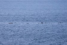 20250825-28-Fähre-BellaCoola-PortHardy-13a.jpg