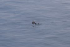 20250825-28-Fähre-BellaCoola-PortHardy-22a.jpg