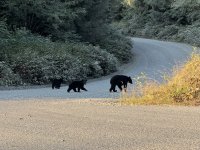 IMG_7595.JPEG