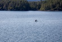20250825-28-Fähre-BellaCoola-PortHardy-26a.jpg