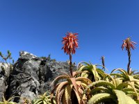 IMG_5425.jpeg