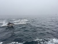 IMG_7606.JPEG
