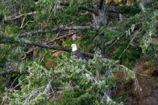 20250901-Whalewatching-CampbellRiver-006.jpg