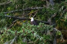 20250901-Whalewatching-CampbellRiver-011.jpg