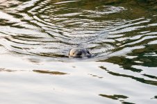 20250901-Whalewatching-CampbellRiver-016.jpg