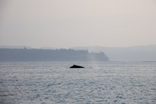 20250901-Whalewatching-CampbellRiver-021.jpg