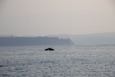 20250901-Whalewatching-CampbellRiver-022.jpg