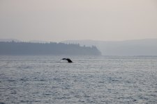 20250901-Whalewatching-CampbellRiver-023.jpg