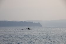 20250901-Whalewatching-CampbellRiver-024.jpg