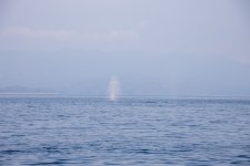 20250901-Whalewatching-CampbellRiver-038.jpg